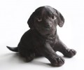 Stenen urn hondje laag bruin
